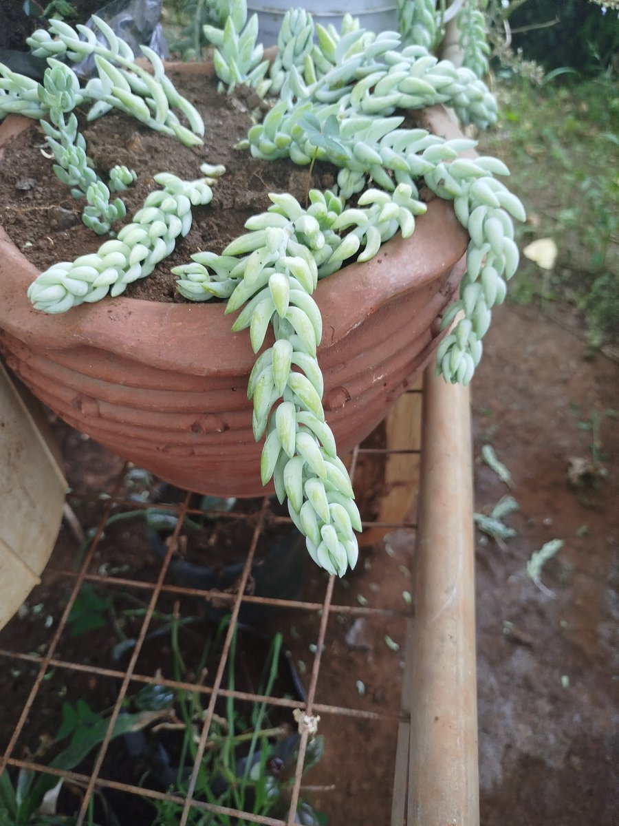 Burro's Tail (Sedum morganianum)

#Indoorplants