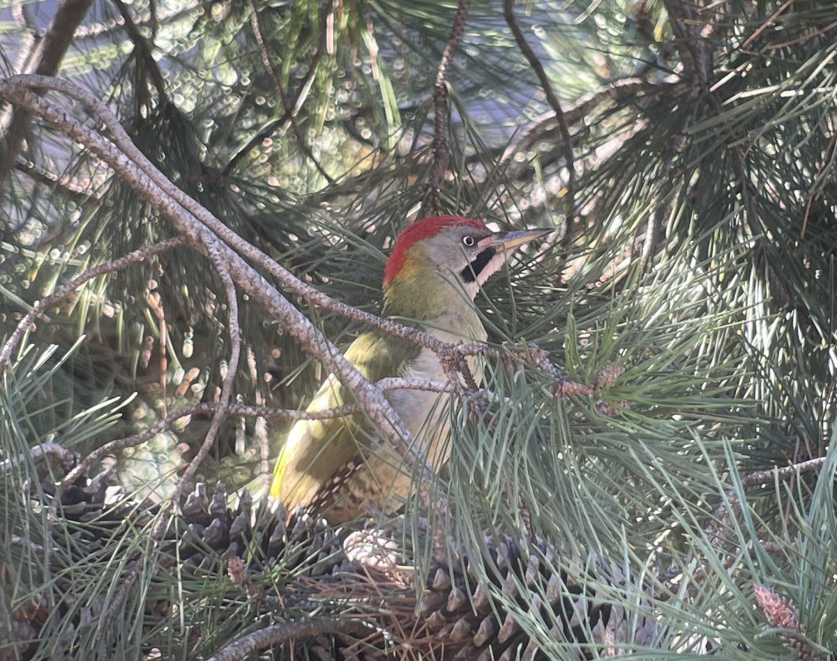 March and we're in #morocco again, enjoying spring migration and #Maghreb specialities. 

Photo: Levaillant's Green Woodpecker