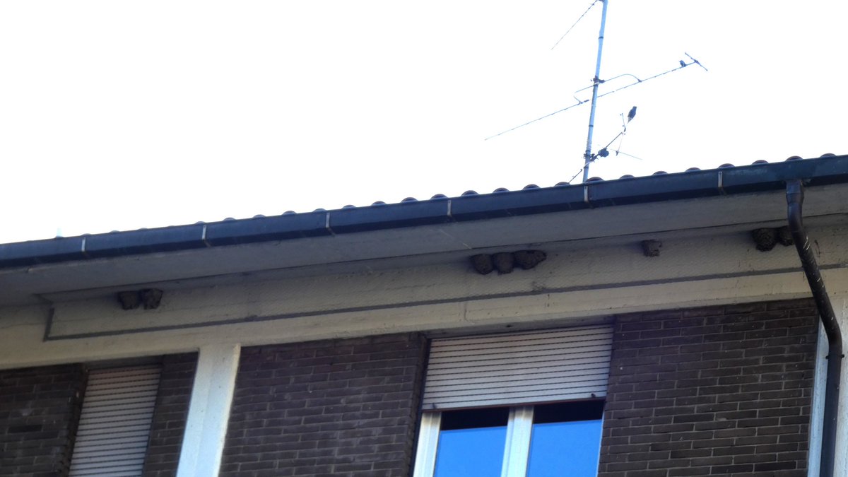 In Via della Gualchiera a #prato sono state installate dalla società Studio Amendola alcune reti metalliche davanti ai nidi di rondine. Auspichiamo rapido intervento del Sindaco <a href="/MattBiff/">Matteo Biffoni</a>  del <a href="/comunepo/">Comune di Prato</a>  e <a href="/Provincia_Prato/">Provincia di Prato</a> prima che sia troppo tardi.