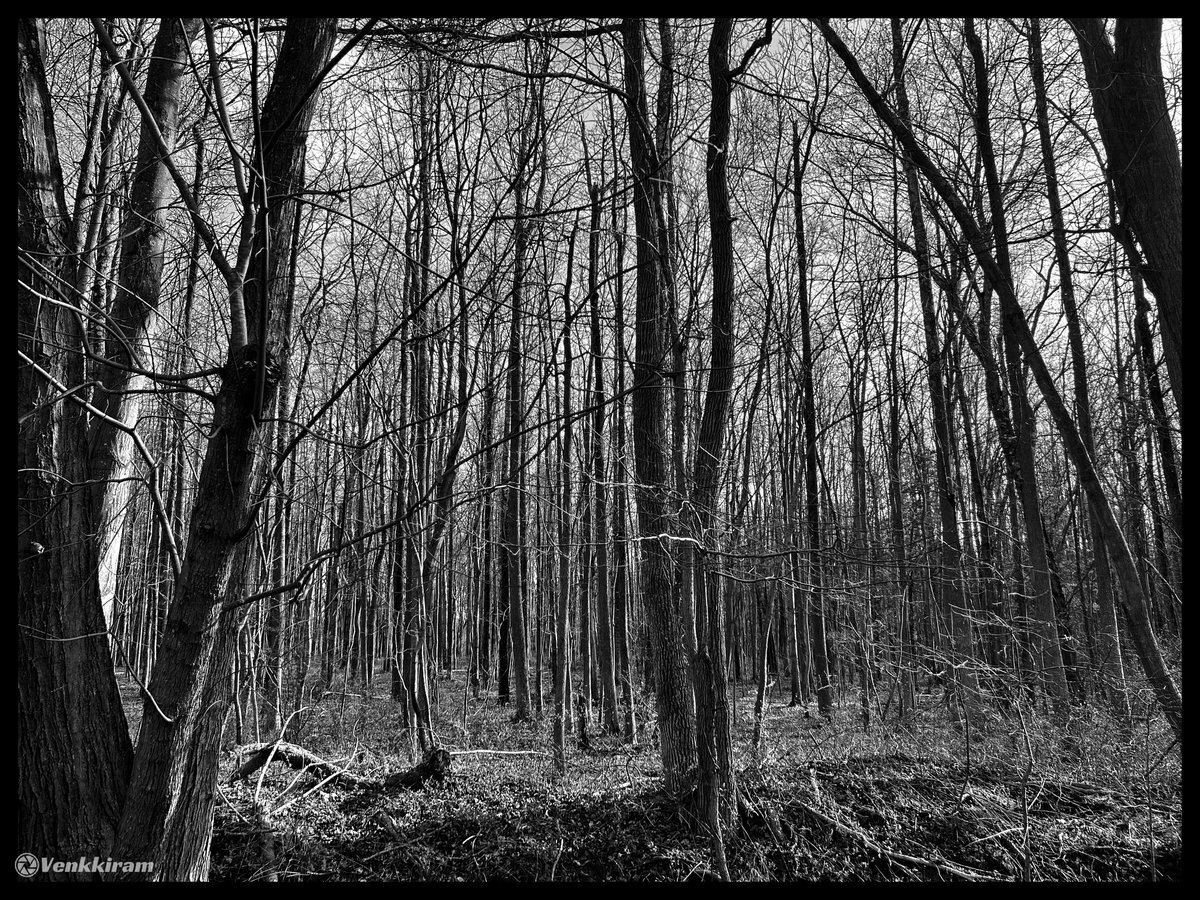 venkkiram's tweet photo. Photographers, show me your best Moody shots, Re-Posting all 📸😍
Mine, 👇
#moody #silence #blackandwhitephotography #winter #nature #lonely #woods #leafless #trees #photography #blackandwhite #venkkiclicks https://t.co/Mz4wXY3WMV