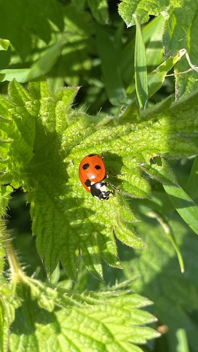 menthelp's tweet photo. #Nature  #enjoylife #coachingpsychology
Happy St Patrick’s Day ☘️ https://t.co/fwHw9Nb5AZ