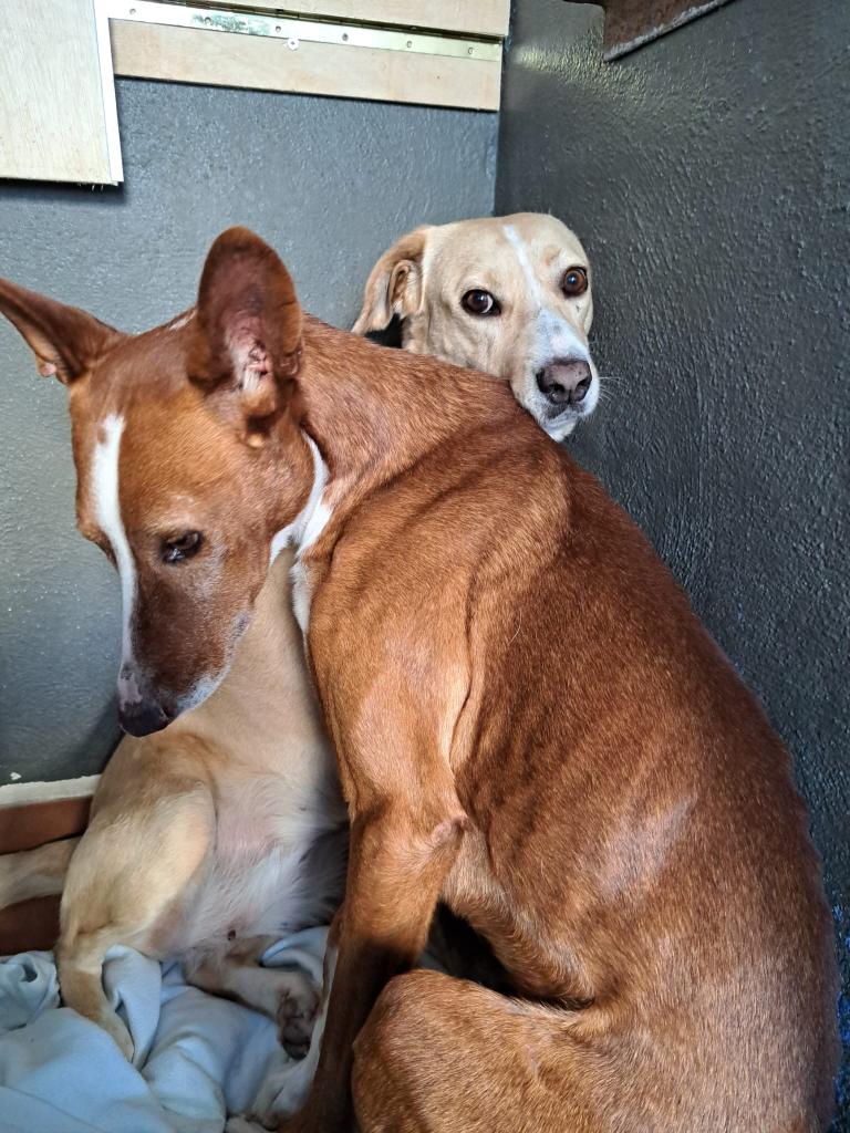 Pro_Ani_LaNucia's tweet image. La historia de Sky y Briana es digna de una serie de las de llorar
Hemos decidido buscarles un hogar juntos, un milagro? Pues quizás, pero se quieren, se necesitan,  se buscan.
Así que, si hay un corazón por ahí dispuesto a adoptar a dos criaturas miedosas que nos contacten.