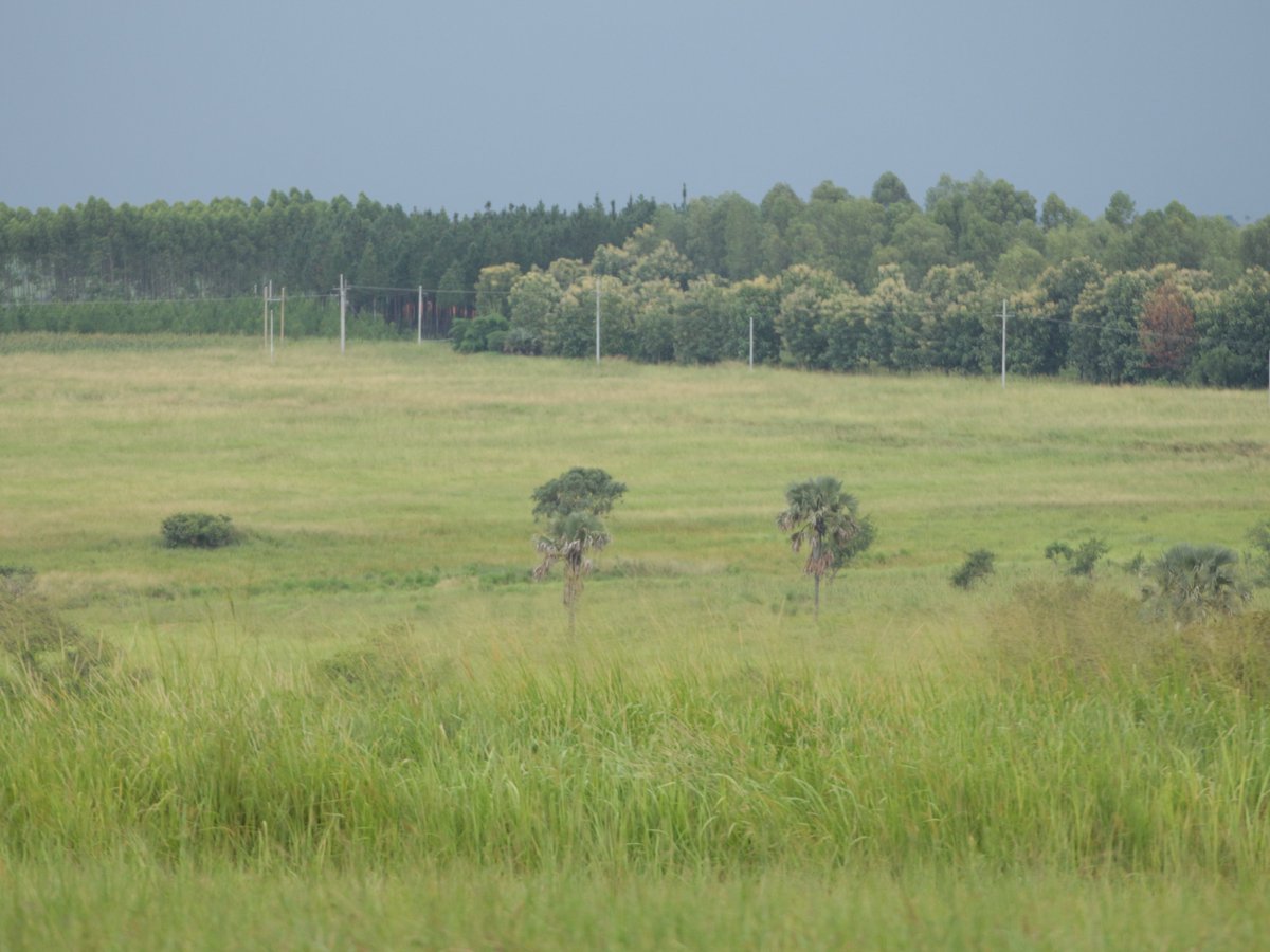 The beautiful countryside of Anaka district, Acholi, northern Uganda, June 2023. Photo by @TimKalyegira