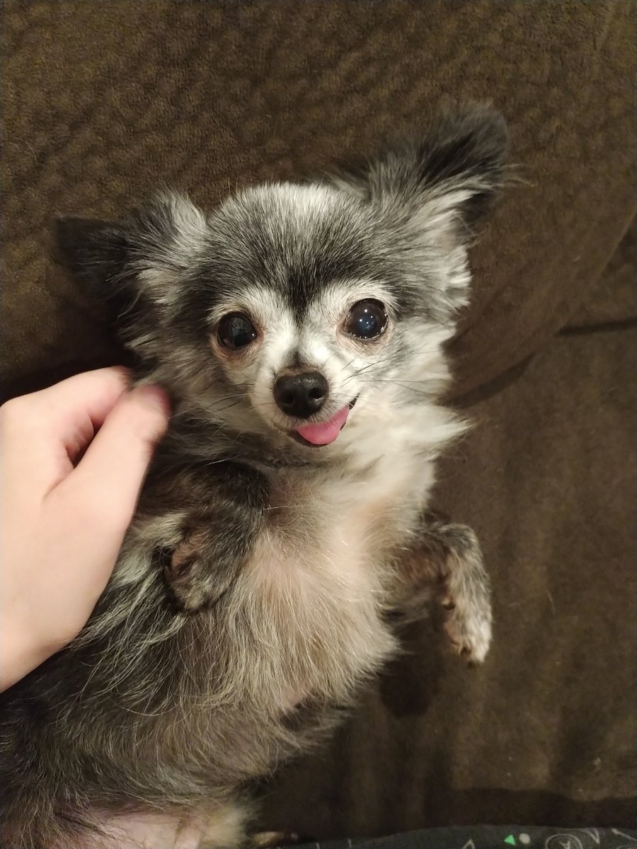 UngracefulHuman's tweet photo. @BijuuMike My little old lady sends good vibes https://t.co/QTmhoIM3fZ