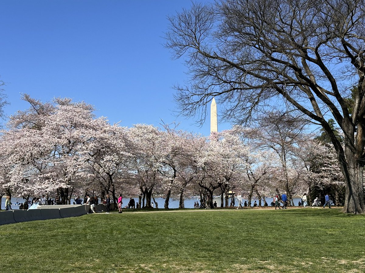 #CherryBlossoms 2024