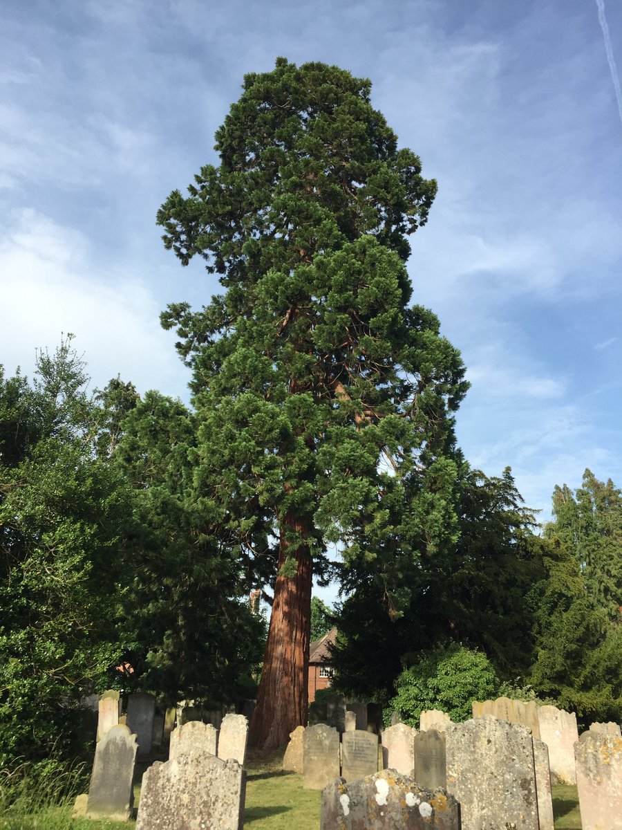 There are about 80,000 Giant Sequoia remaining in native California. You ready for this………. ……..there are about 500,000 in Great Britain, although all are about 160 years old And because of changes to climate, this looks increasingly how the species will survive