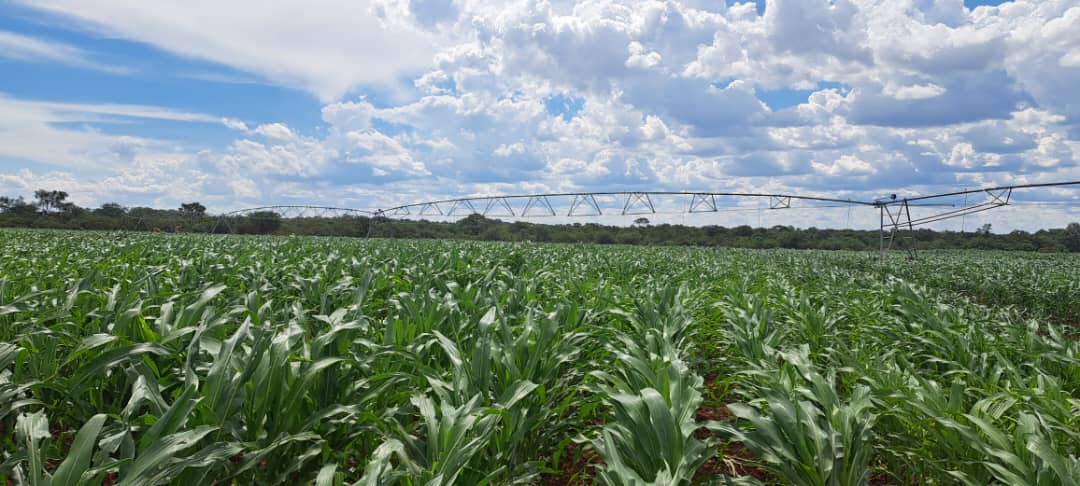 sirpzim's tweet photo. #irrigating
#climatesmart
Mambajeni Irrigation Scheme is complete and farmers have begun irrigating. @sirpzim installed 5 Centre pivots, 4 pumping units,constructed and electrified a pumphouse and a new reservoir at a cost of US$702 265. The 85 hectare scheme has 168 farmers. https://t.co/DL6u2vAwFd