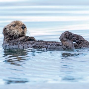 x - Victoire de Montréal (@pwhl_montreal) on Twitter photo Dans un autre monde, Dempsey n’est qu’une loutre qui se baigne dans le soleil
In another world, Dempsey is just an otter soaking in the sun
🦦☀️ Dans un autre monde, Dempsey n’est qu’une loutre qui se baigne dans le soleil
In another world, Dempsey is just an otter soaking in the sun
🦦☀️