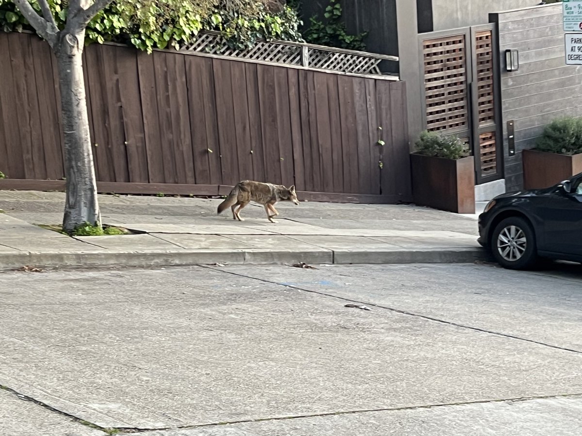 Coyotes of Lombard Street SanFrancisco❤️