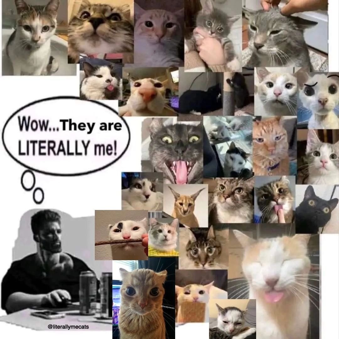 Punch Cat (@punchingcat) on Twitter photo 
