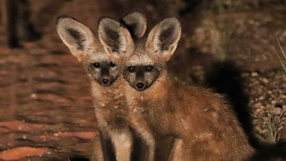 Tswalu's tweet photo. Dr Wendy Panaino has a talent for finding and photographing elusive #animals in pairs. This time, she captured a pair of bat-eared foxes. Double trouble or optical illusion? #Tswalu #WildlifePhotography #conservation #BatEaredFoxes https://t.co/Rji8OkuqD5