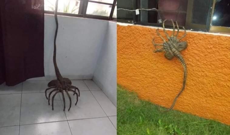 ALCALÁ TODAY tweet media