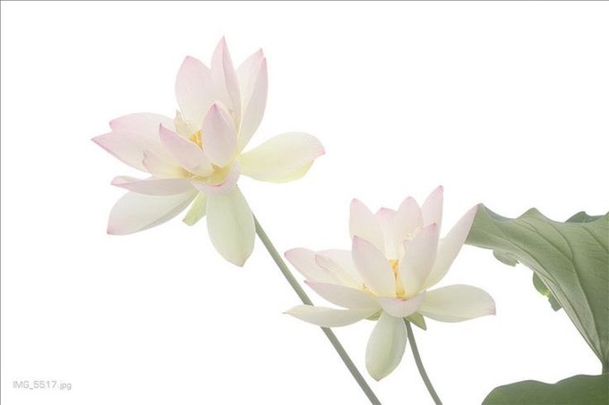 Watch ♩ིྀ's leaked NSFW photo on TwXstars