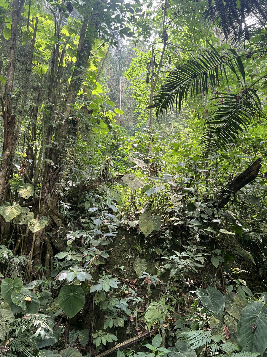 titamariaruiz's tweet photo. Las caminatas están entrando en mi corazón. Hoy fue en #Chicaque #BosquedeNiebla https://t.co/DUg5SWBnZu