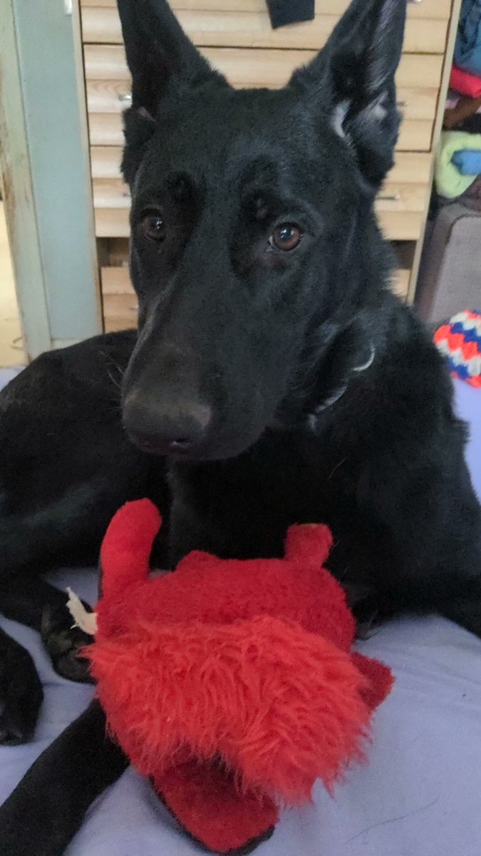 Tempo loves her baby.

#GermanShepherd #Germanshepherdpuppy