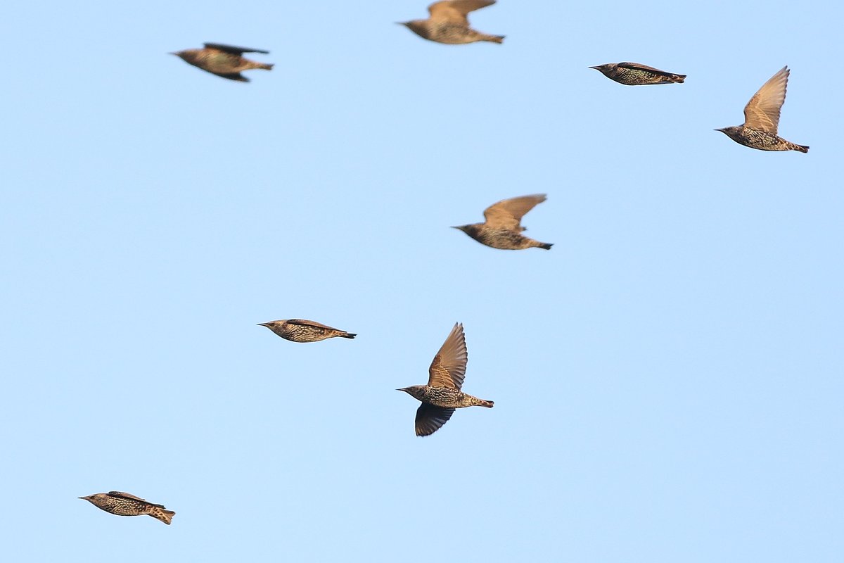 Leuke trek van spreeuwen vandaag over NL. Nu is de tijd om mega grote spreeuwenfronten te zien op #vogeltrek Kijktip: rond zonsopgang