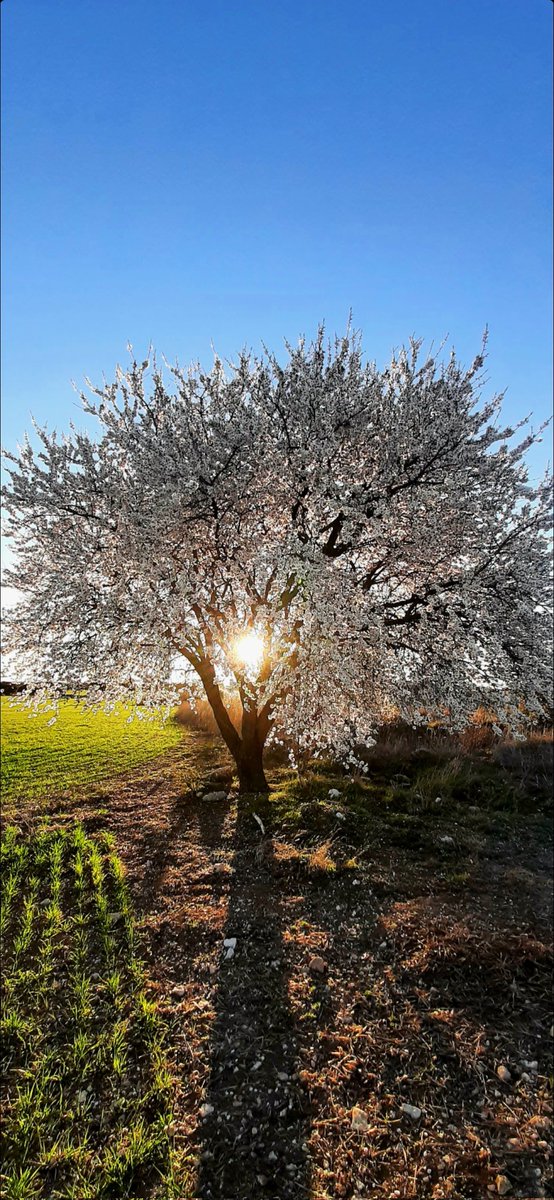 A veces, en mi camino, me encuentro árboles de diamantes que me hacen guiños para que les mire y sea consciente de que la vida puede ser maravillosa💙. Buenas noches y felices sueños, querido equipo 🤗🧡🤗