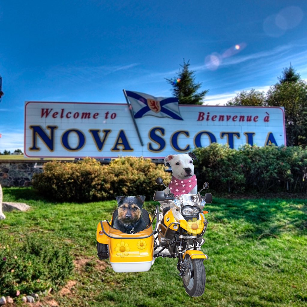 Riding fur aunty Claire  <a href="/bo_boesbear/">Bo-Boes the mini Bear Cub 🌈🐾💛💖🧡🥀💙</a> #theruffriderz