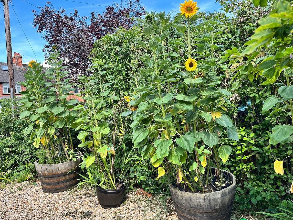 CoolUpcycled's tweet photo. Whisky barrels planters with our sunflower seeds from the year before. Ready again for the next batch. Bring on spring, summer and sun! #whiskybarrel #planter #sunflower #garden https://t.co/9zQNgYRd5t https://t.co/IHc1y0rs5c