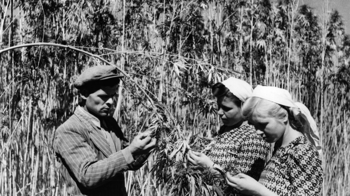 NatVolNat's tweet photo. @blindpig1966 @Alam_Chaudry Very useful to make shoes, paper, building materials, batteries, paints, plastic, bags, animal feed, oil, milk, flour, cosmetics, gunpowder, insulation. Well many things.
1920s USSR was 1st in cultivation because of Alexander Khripunov, almost 1 billion hectares!
Soviet history😍 https://t.co/U3hbCqC57O