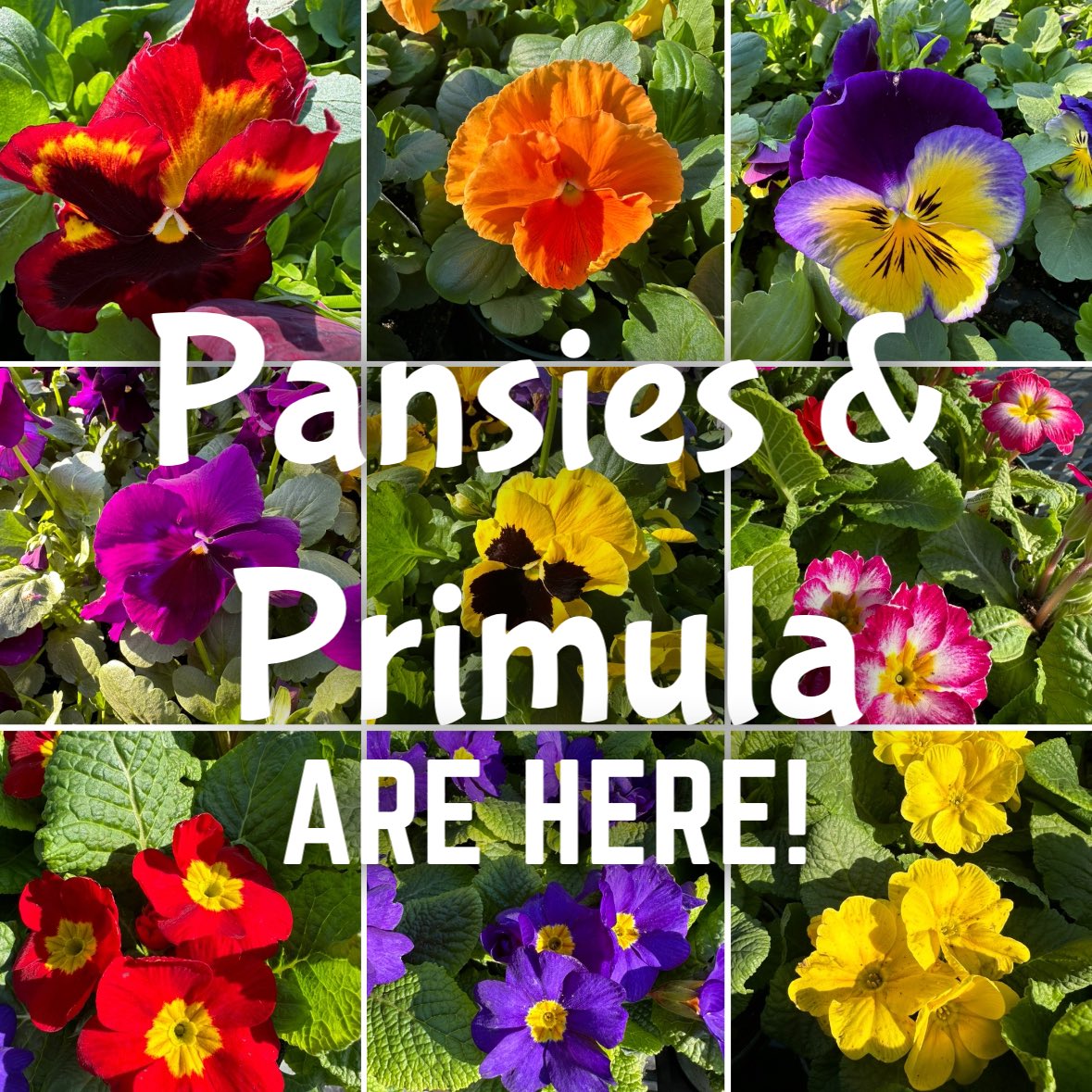 Pansies, Primula and more!

Order online at WINONAGARDENS.CA and have it delivered locally (with minimum purchase) FREE!

#FamilyOwned