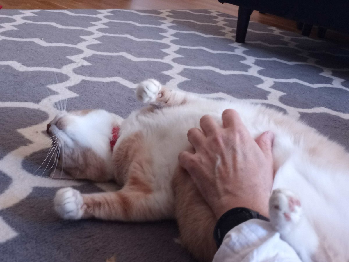 BuckyKatt's tweet photo. New #catsitting client has a big, soft belly that he likes airing out. Happy #Caturday! #CatsOfTwitter #CatsOnTwitter #CatsOfX #petsitting #adventuresinpetsitting #adventuresincatsitting https://t.co/3dtvcv8lJU