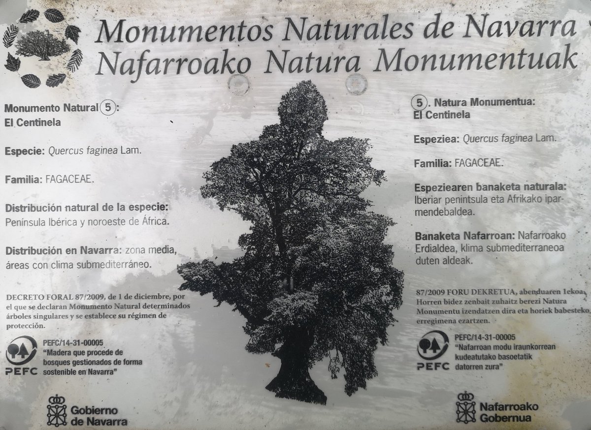 BASOBIZIAKPLAT1's tweet photo. #gurezuhaitzak #basobiziak
Zudaire (Nafarroa)
Zuhaitzak eta historia
#zuhaitzbereziak https://t.co/Fh6Ki6oze4