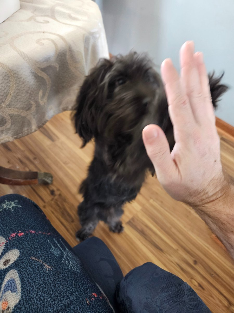 8Kraken8's tweet photo. This pup loves $PORK ##PorkCoinETH https://t.co/xFoBlXMI5R