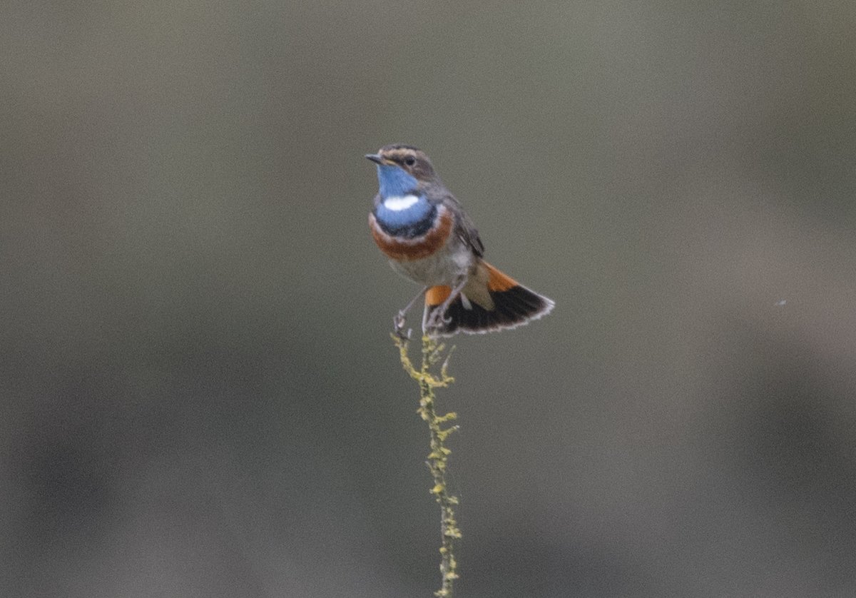 Great to see that the Bluethroats are back, none came close enough for a better photo today. Black Winged Stilts and Black Kites are also returning #MaraisBretonVendéen