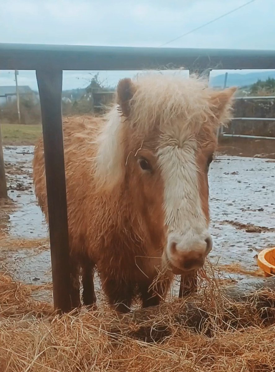 catlowry54's tweet photo. #Kielty is a big 7 months old... his mommy was rescued in foal & you can see the difference between him & all the orphan foals that come here. He is so strong & healthy because his mommy is rearing him #ithastostop #enforceahwa 💕 https://t.co/hctMqu3mdL