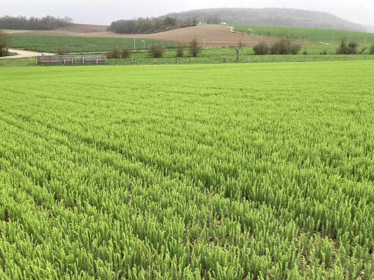 #LinTextileSemence 💠💠💠 variété Jade pour <a href="/CTLN_Coop/">CTLN - Teillage du Neubourg</a> ! Ça redémarre fort, mais pour l’instant visuellement c’est très plaisant pour une première ! Pourvu que ça aille au bout ! 😎