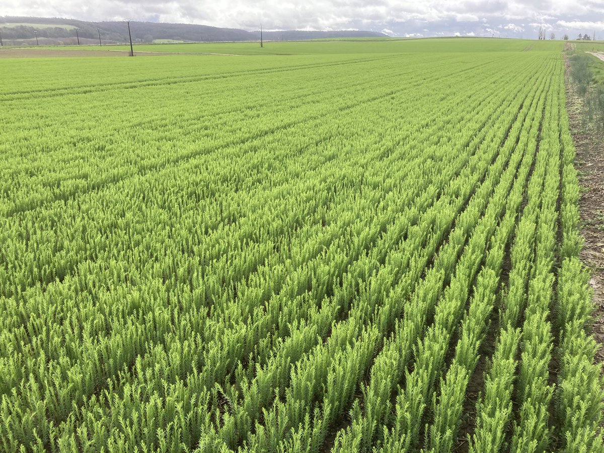 Quentin B 🐮🌻🌾🌽🚜 tweet media