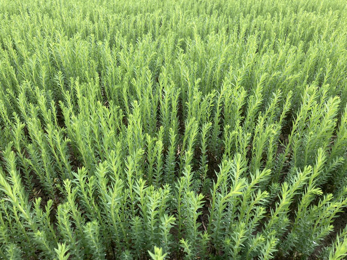 Quentin B 🐮🌻🌾🌽🚜 tweet media