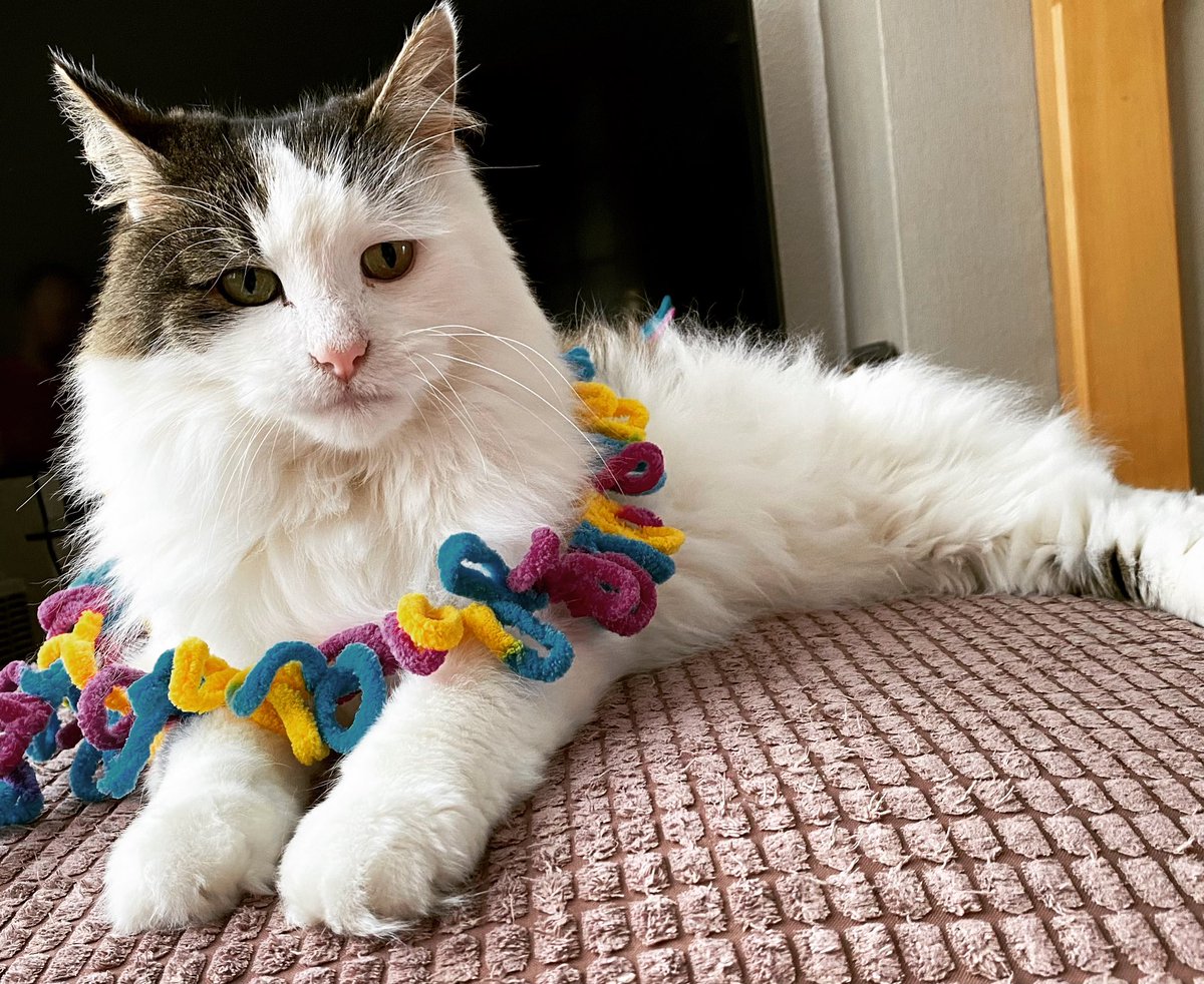 TobyTheCatUK's tweet photo. Toby Update! Toby seems brighter today. His tongue has been checked and the Oncologist is pleased with his progress.😺 Thank you for all your kind words.
Please consider donating for Toby’s treatment❤️ https://t.co/saDe3TdYyX  #cats #poorlycat  #catlife #fundraising  #nottingham https://t.co/euJTONdx9X