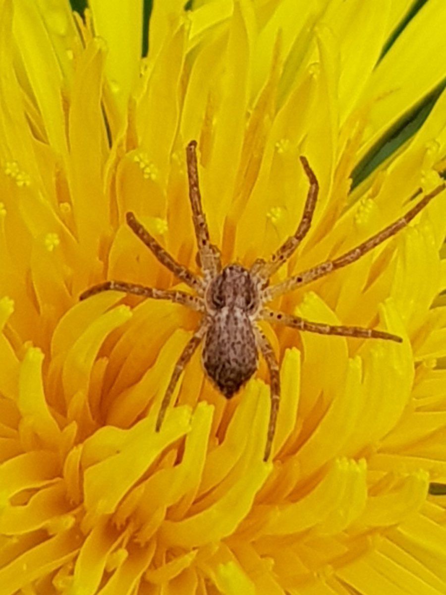 Photo I took today of a little spider sitting on a dandelion. Nice to be reminded of the beautiful things in this often ugly world.