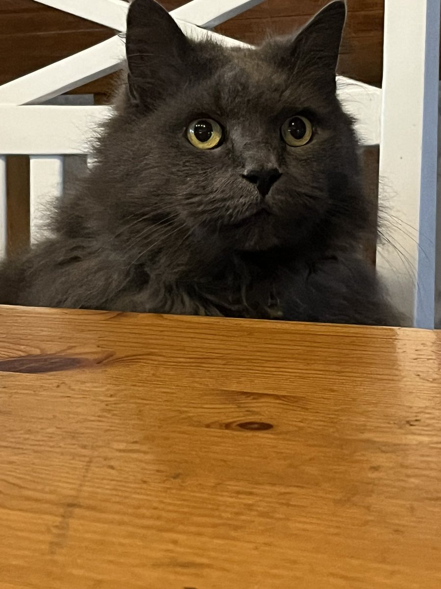 TorgnyKnutsson's tweet photo. @RespectfulMemes My cat https://t.co/hYwRZ6KMtk
