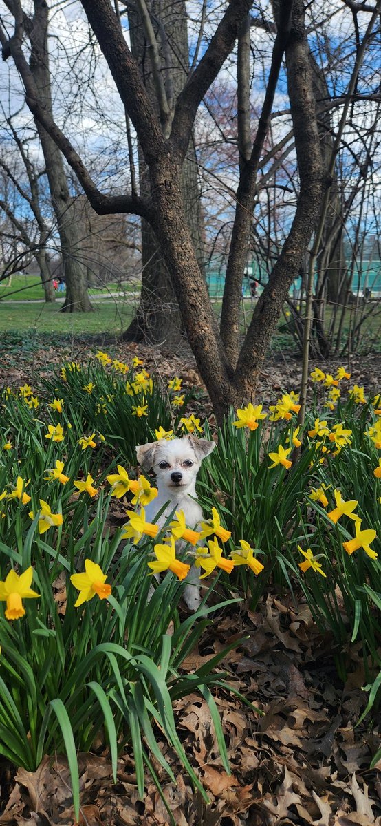 Spring in Central Park 💚💛💚💛
#KikiTheHavallon #Havallon #DogsOfNYC #NY1PIC
