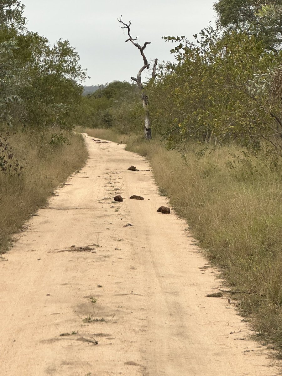 MichaeFleetwood's tweet photo. Little Gowrie Old Driveway
The last road on which Karula was seen seven years ago today. Took this with my iPhone while @jacissabi with @Tristan1986 & @wandering_thru last June.
#karula #wanderingthru #DreamTrip2023 #jacissabihouse #sabisand https://t.co/9i2aVLMG5w