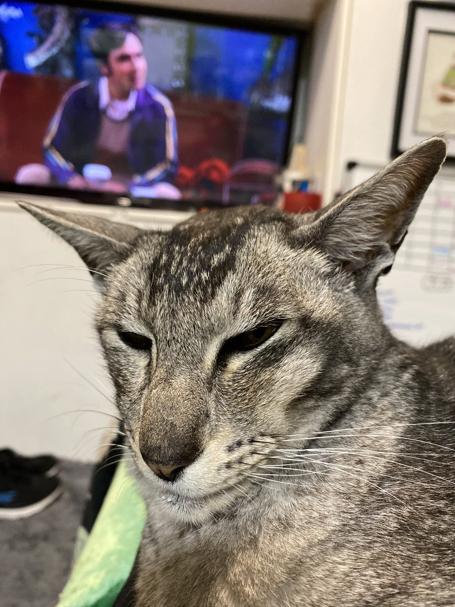 mrmokeycat's tweet image. #stillgrumpy