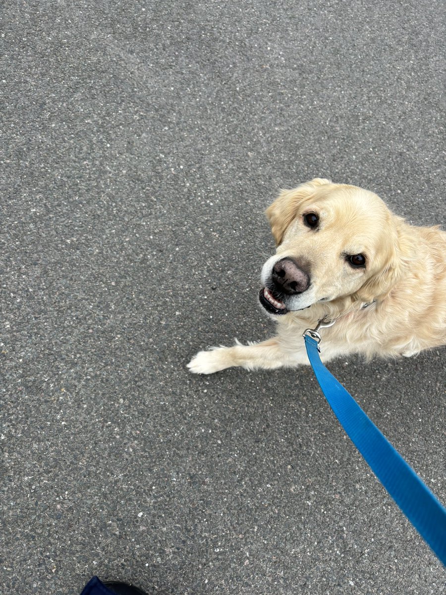 Smile while I walk… it’s a retriever thing #dogsoftwitter