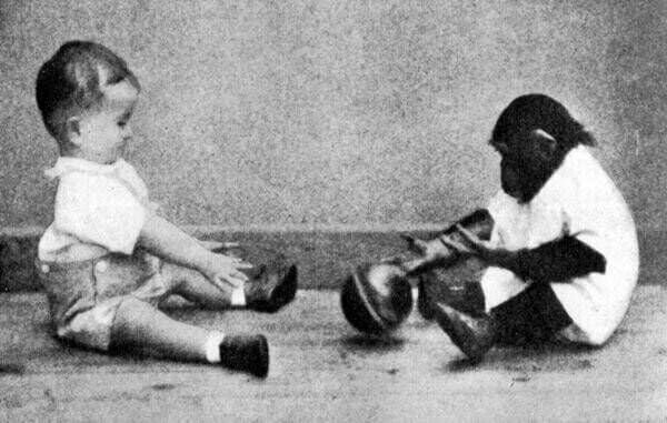 creepydotorg's tweet photo. Two psychologists in the 1930s adopted a baby chimp and tried to raise her alongside their own baby boy, Donald, to see if this caused the chimp to learn human behavior. After nine months, they stopped the experiment because their son started behaving more like a chimp. https://t.co/X1LGnecyTg