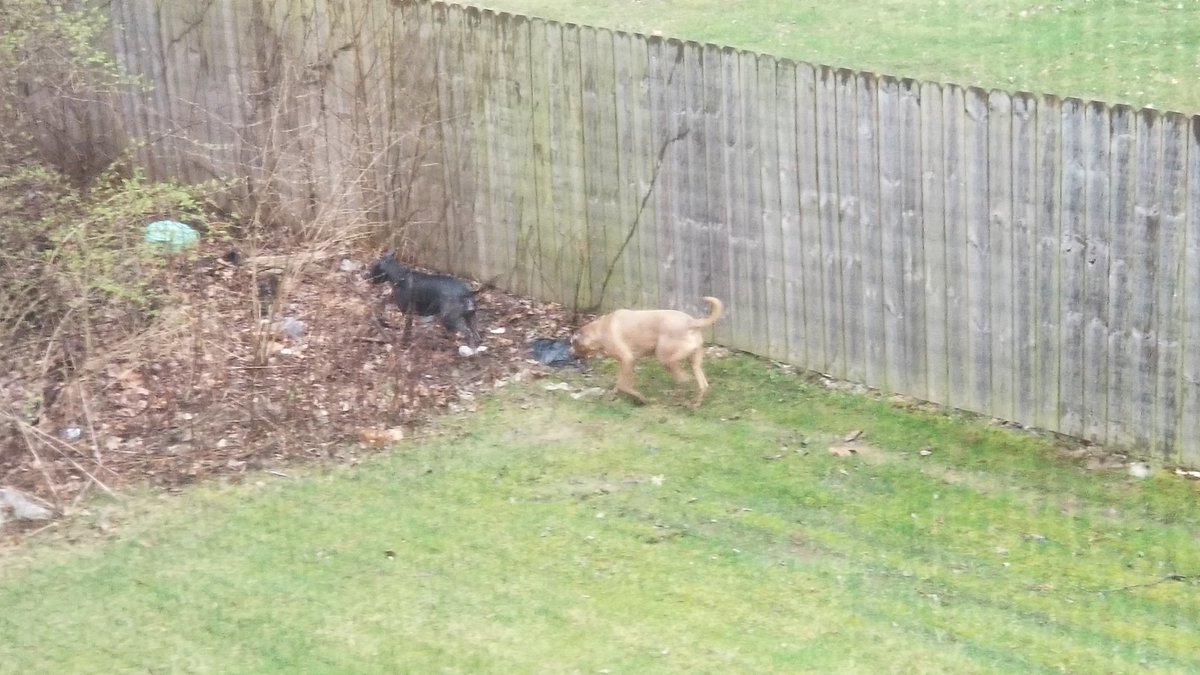 MegaToaX's tweet image. If ye'll hunt with me, I'll keep ye right, and ye'll have yer meath, we'll run through the night and follow me feet... 

Some dogs wandering about during the storms the other day, going door to door. They were gone by the time I returned with blankets and food.