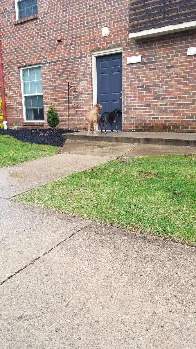 MegaToaX's tweet image. If ye'll hunt with me, I'll keep ye right, and ye'll have yer meath, we'll run through the night and follow me feet... 

Some dogs wandering about during the storms the other day, going door to door. They were gone by the time I returned with blankets and food.