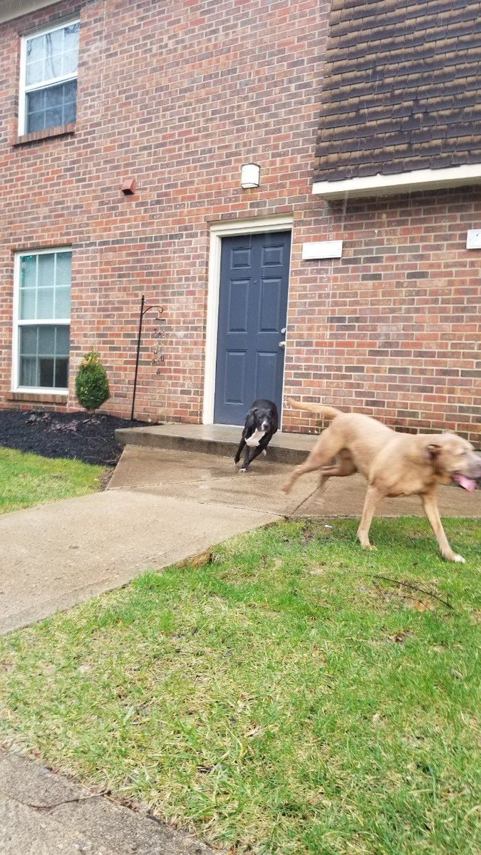 MegaToaX's tweet image. If ye'll hunt with me, I'll keep ye right, and ye'll have yer meath, we'll run through the night and follow me feet... 

Some dogs wandering about during the storms the other day, going door to door. They were gone by the time I returned with blankets and food.