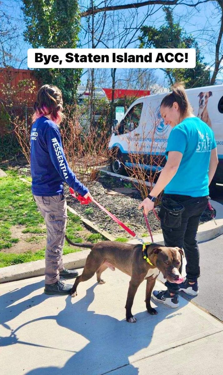 On Thursday, MEFFORD was slated for euthanasia due to kennel stress 💔👉 But today is bright new day 🌞 Mefford is in his new home with his awesome foster mom! THANK YOU Trina for opening your heart to this sweet guy!♥️ shout out to Peg for driving him 🐾 #fosteringsaveslives