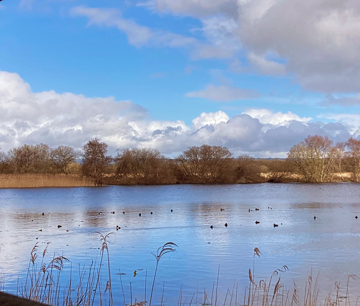 sarah_tunney_'s tweet photo. Having the best time away on the #Somersetlevels. Got to see Ring Necked Ducks yesterday at #Shapewick and today heard bittens and saw an otter at #Catcott 
Two days submerging myself with natures has really sorted me out! And still for another two days here 💕 https://t.co/gFlxeuugi6