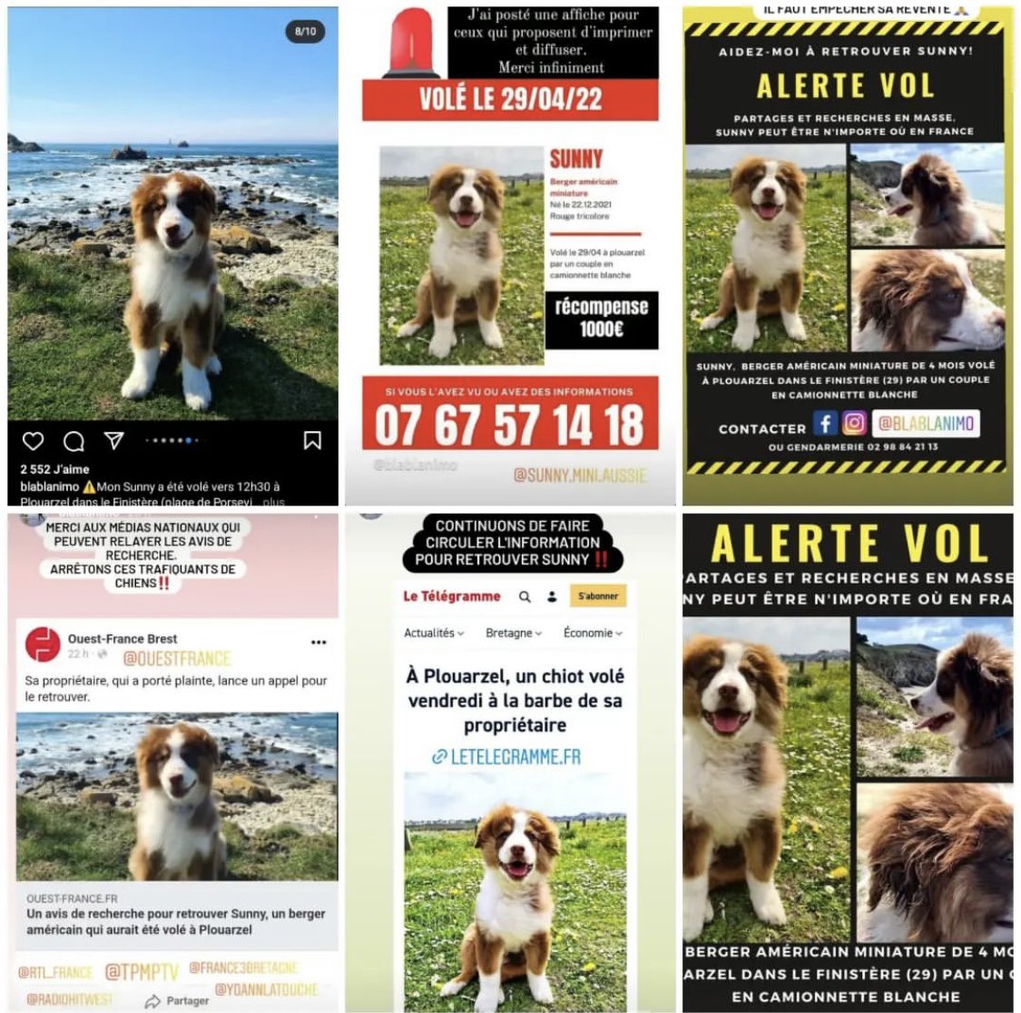 Petit #Sunny volé et toujours recherché #Finistère #Bretagne #Plouarzel Il manque à sa maitresse et inversement, merci de partager SVP merci pour votre aide, c’est important, ne lisez pas ce tweet sans #RT  #TheVoice <a href="/nikosaliagas/">Nikos Aliagas</a> <a href="/hoshi/">✧</a> 🤞🏻🤞🏻🤞🏻