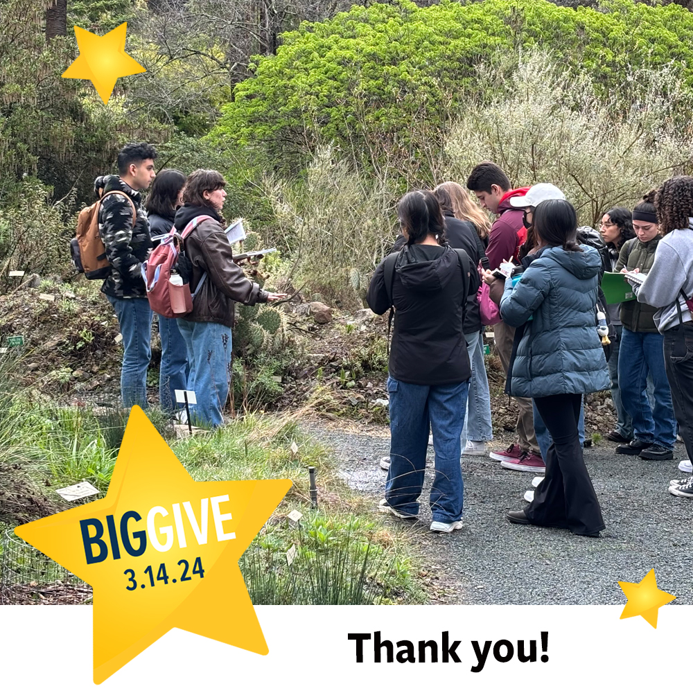 A BIG thank you from all of us at the Garden! We are truly overwhelmed by your outpouring of generosity! In just 24 hours, Garden supporters like you helped us raise over $195,000 during #CalBigGive. We are so grateful for your support! #ucbg #botanicalgarden