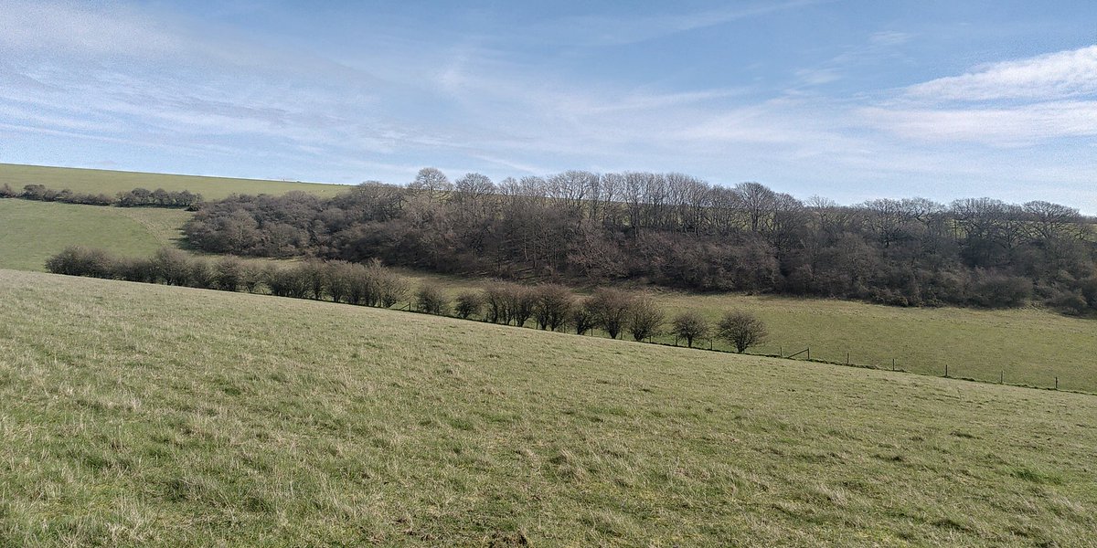 #TreeClub walking up to Ditchling Beacon with @RefugeeTales today (First long walk of the season and I needed lots of muscle gel once I got home - happy but aching!)