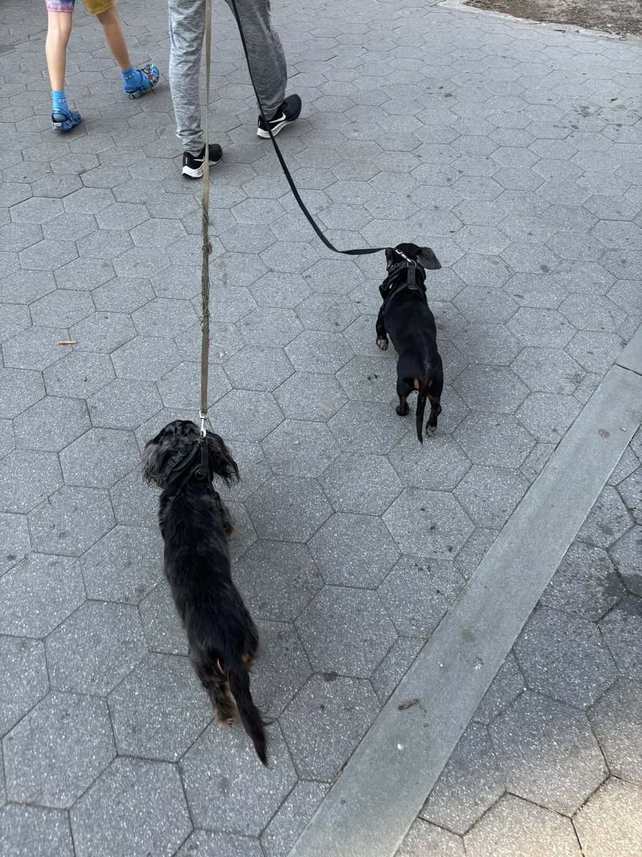 NYCweeniepics's tweet photo. 2 limping brothers https://t.co/j5rSIC5065